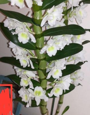Orchidea dendronium: consigli per l'esposizione?