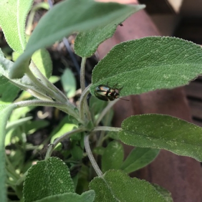 Salvia sul balcone infestata da insetti e con macchie sulle foglie: cosa fare?