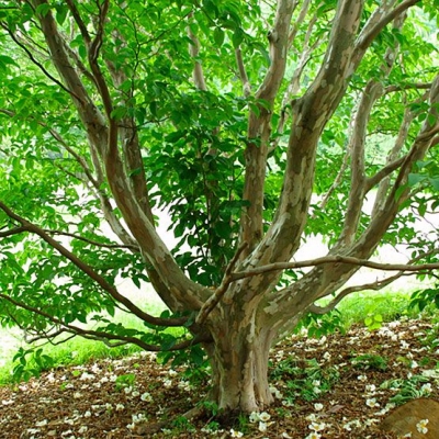 Stewartia pseudocamellia: consigli sulla coltivazione