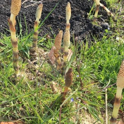 Di che specie sono queste piante trovate in campagna in provincia di Venezia?