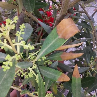Ulivi in vaso con punte delle foglie secche: possibile sia xilella in questa zona?