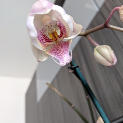Boccioli di orchidea con colori diversi rispetto a prima: com'è possibile?