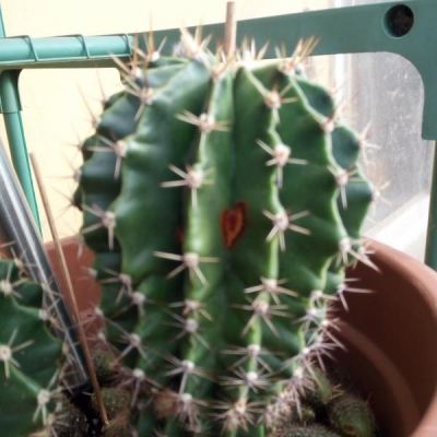 Cactus con macchie tonde color ruggine: cosa fare?