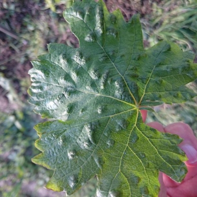 Viti di uva bianca con foglie ricoperte di macchioline bianche: cosa fare?