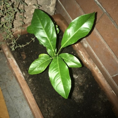 Pianta di limone che ha perso quasi tutte le foglie: posso salvarla?