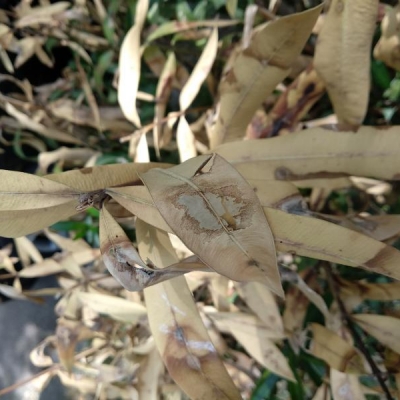 Oleandri con foglie secche e steli con necrosi: qual è il problema?