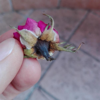 Rosa appena comprata che sta seccandosi: come mai?