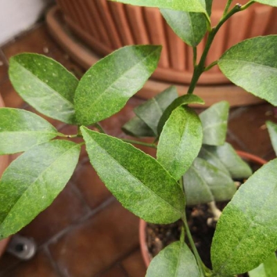 Foglie degli agrumi dal colore strano: di cosa si tratta?