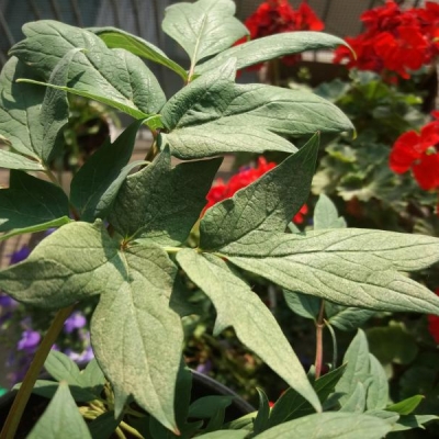 Qual è il problema che affligge le mie piante di peonia e plumbago?