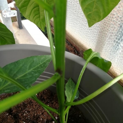 Macchie viola sulle piante di peperoni rossi: sono normali? Cosa fare?