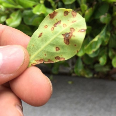 Macchie scure sulle foglie del pitosforo nano: a cosa è dovuto il problema?