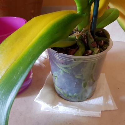 Orchidea con foglie ingiallite, stelo che ha cambiato colore e che ha perso fiori: cosa ho sbagliato?