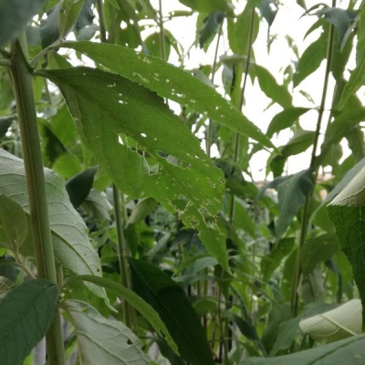 Foglie buddleja bucherellate: chi se le mangia e cosa devo fare?