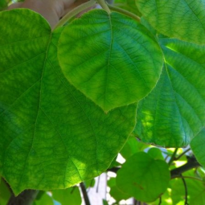 Pianta di kiwi con foglie ingiallite e rami secchi: cosa fare?