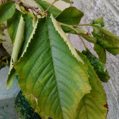 Pianta di ciliegie con foglie accartocciate e frutti che cadono: cosa fare?