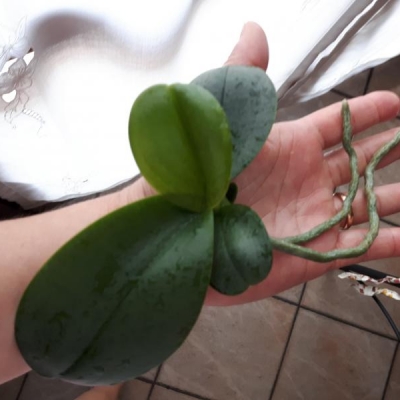 Keiki di orchidea phalaenopsis: posso interrarlo o rischio di far marcire le radici?