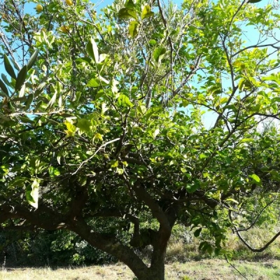 Potatura albero di agrumi: è troppo tardi da eseguire ora? Cosa usare sui tagli?