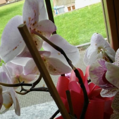 Orchidea con macchie sulle foglie e puntini neri sui fiori: va bene questo prodotto?
