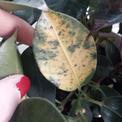 Dipladenia con foglie macchiate che diventano gialle e cadono: come curarla?