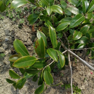 Camelia sasanqua Hino de guymo con foglie rovinate e senza fiori: cosa fare?