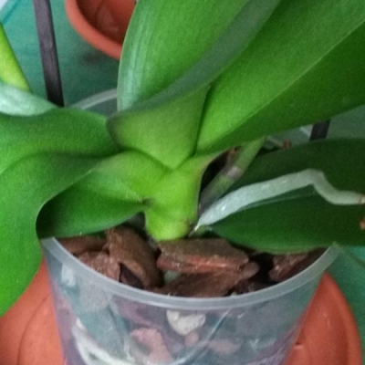 Orchidea phalaenopsis con radici che sembrano danneggiate: cosa fare?