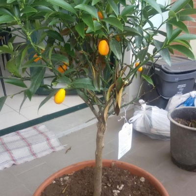 Kumquat con foglie che si accartocciano, diventano marroni e cadono: cosa fare?