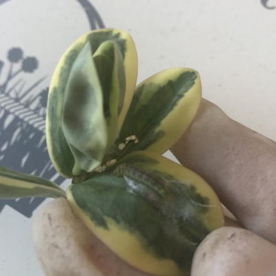 Pianta di veronica variegata con vermetto all'interno e foglie mangiate: cosa posso fare?