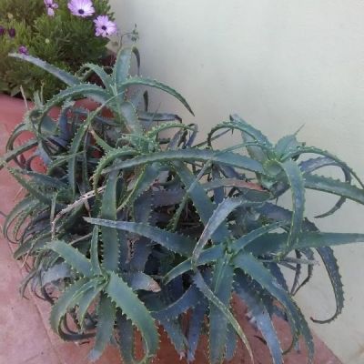 Questa pianta è una aloe arborescens?