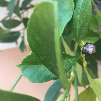 Pianta di limone con fiori rovinati e formiche: di cosa si tratta?