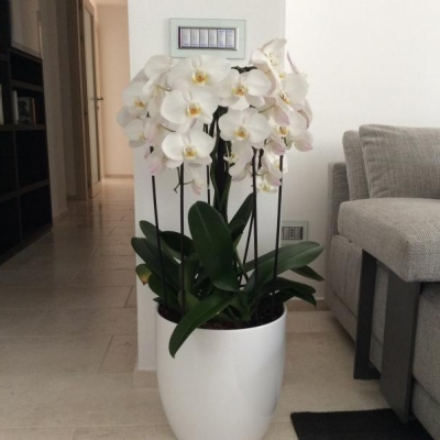 Orchidee in vaso con la punta delle foglie gialla: cosa posso fare?