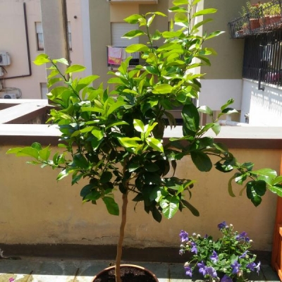 Albero di limoni in vaso: qualche consiglio sulla potatura?