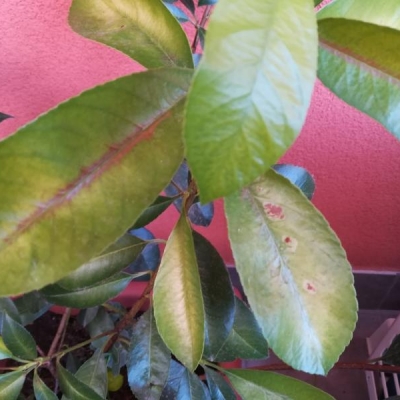 Pianta di photinia con macchie verde chiaro sulle foglie: cos'ha e cosa fare?