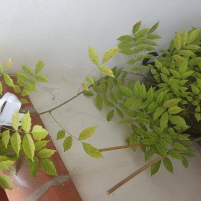 Glicine con macchie marroni sulle foglie e ha smesso di crescere: cosa posso fare?