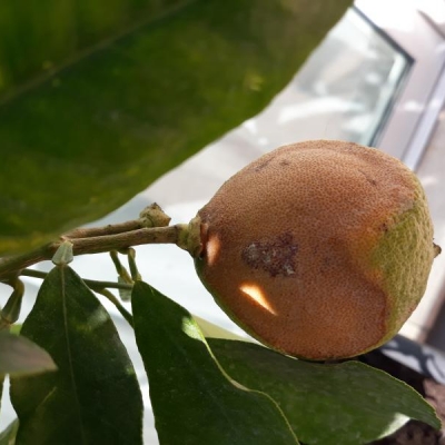 Bergamotto con macchie marroni sui frutti: cos'è e cosa fare?