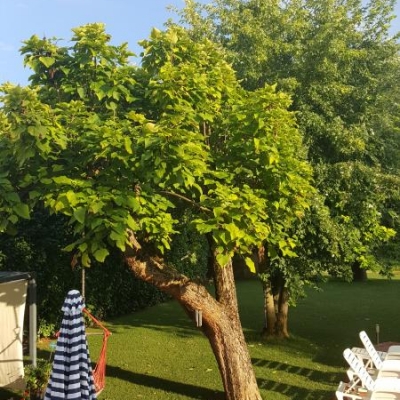 Albero di catalpa bignonioides in giardino che appare danneggiata: cosa fare?