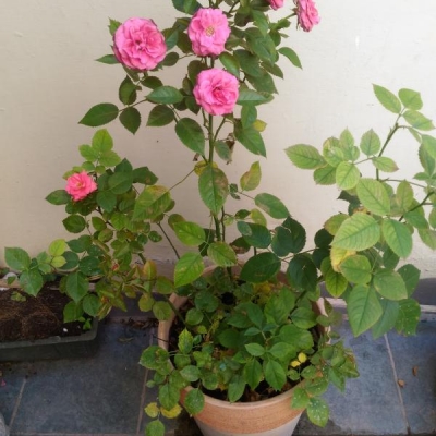 Rosa in vaso con fiori che seccano e cadono: cosa posso fare?