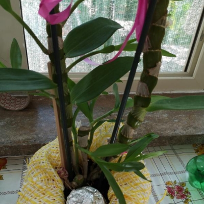 Qualche consiglio per il rinvaso di un'orchidea e la cura di un'altra?