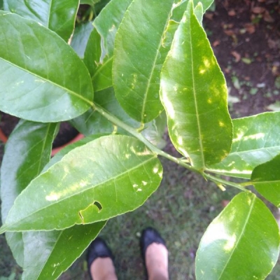 Cocciniglia limone e macchie sulle foglie: cosa fare?