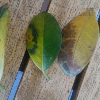 Falso gelsomino con foglie rovinate: cosa fare?