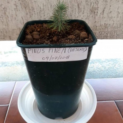 Semina in vaso di un pinus pinea: quando può essere messo a dimora in terra?