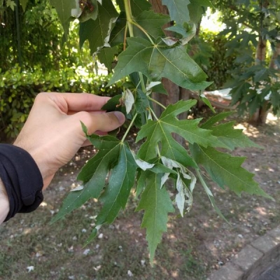 Aceri con foglie accartocciate e rami secchi: cosa fare?