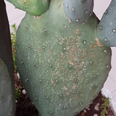 Pianta di opuntia malata a cui marciscono le pale: cosa fare?