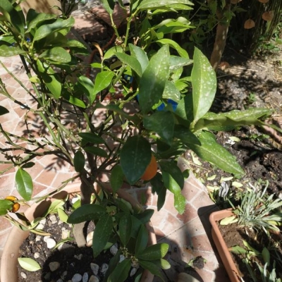 Kumquat non rinvasato, ora perde foglie: cosa posso fare?
