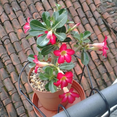 Pianta di Adenium obesum che perde i fiori appena sbocciati: perché e cosa fare?