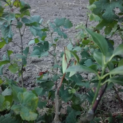 Kumquat attaccate da gommosi e cocciniglia: posso salvarle?