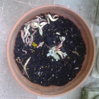 Piantina grassa in vaso con foglie secche: cosa ho sbagliato?