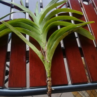 È possibile salvare questa orchidea Vanda trovata così?