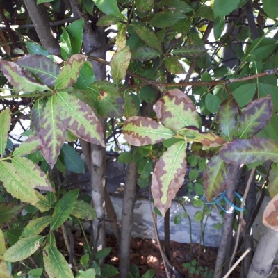Alloro con foglie che diventano prima gialle e poi marroni: di cosa si tratta?