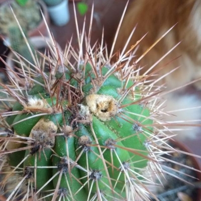 Cactus che sembra malato e invaso da formiche: posso salvarlo?