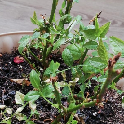 Come devo curare la mia pianta di rosa nana infestata da piccoli insetti?